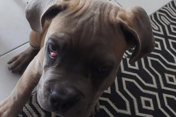 La glande de Harder chez le Cane Corso