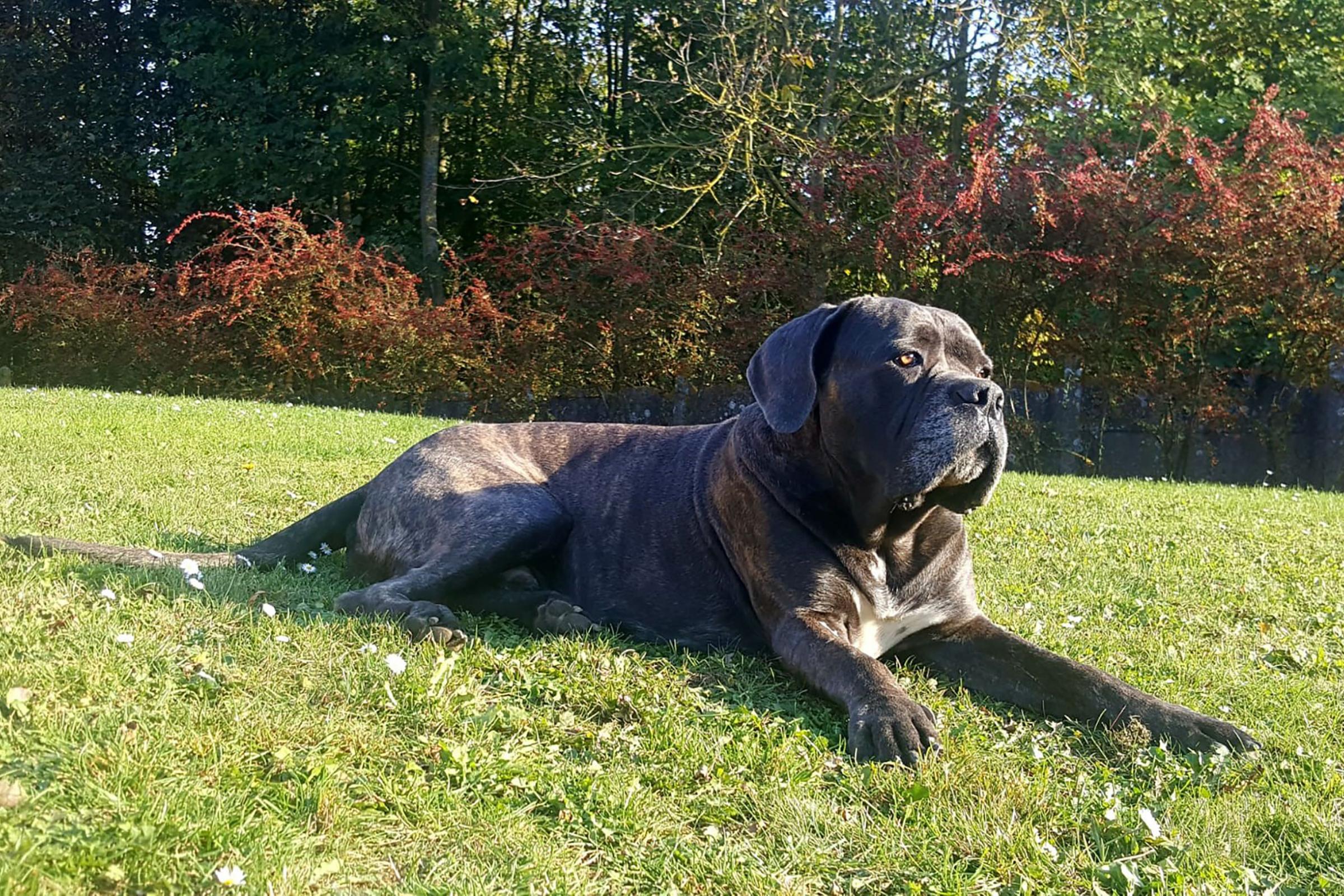 Portrait de Midas du Sang d'Orthos