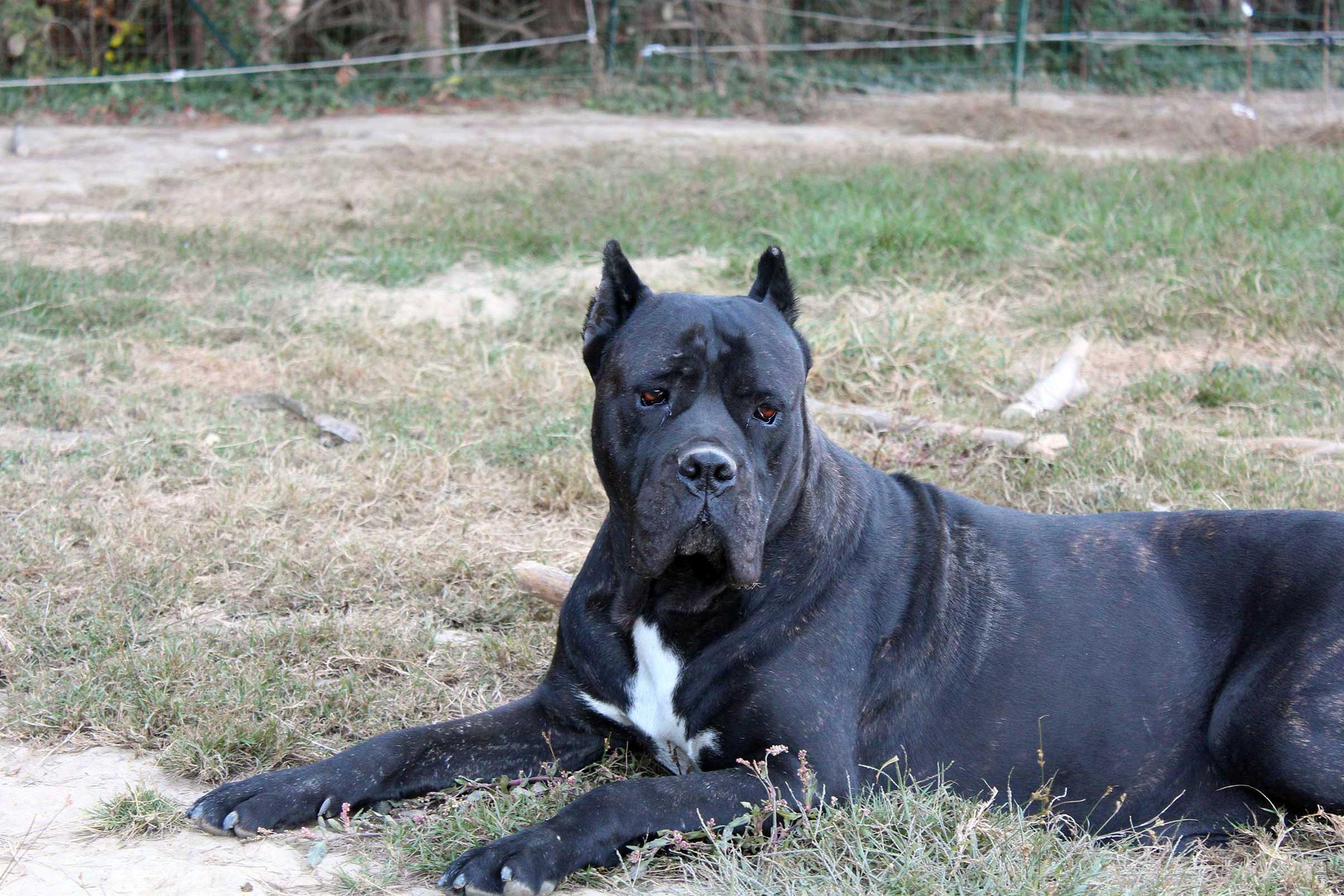 Portrait de Giocasta