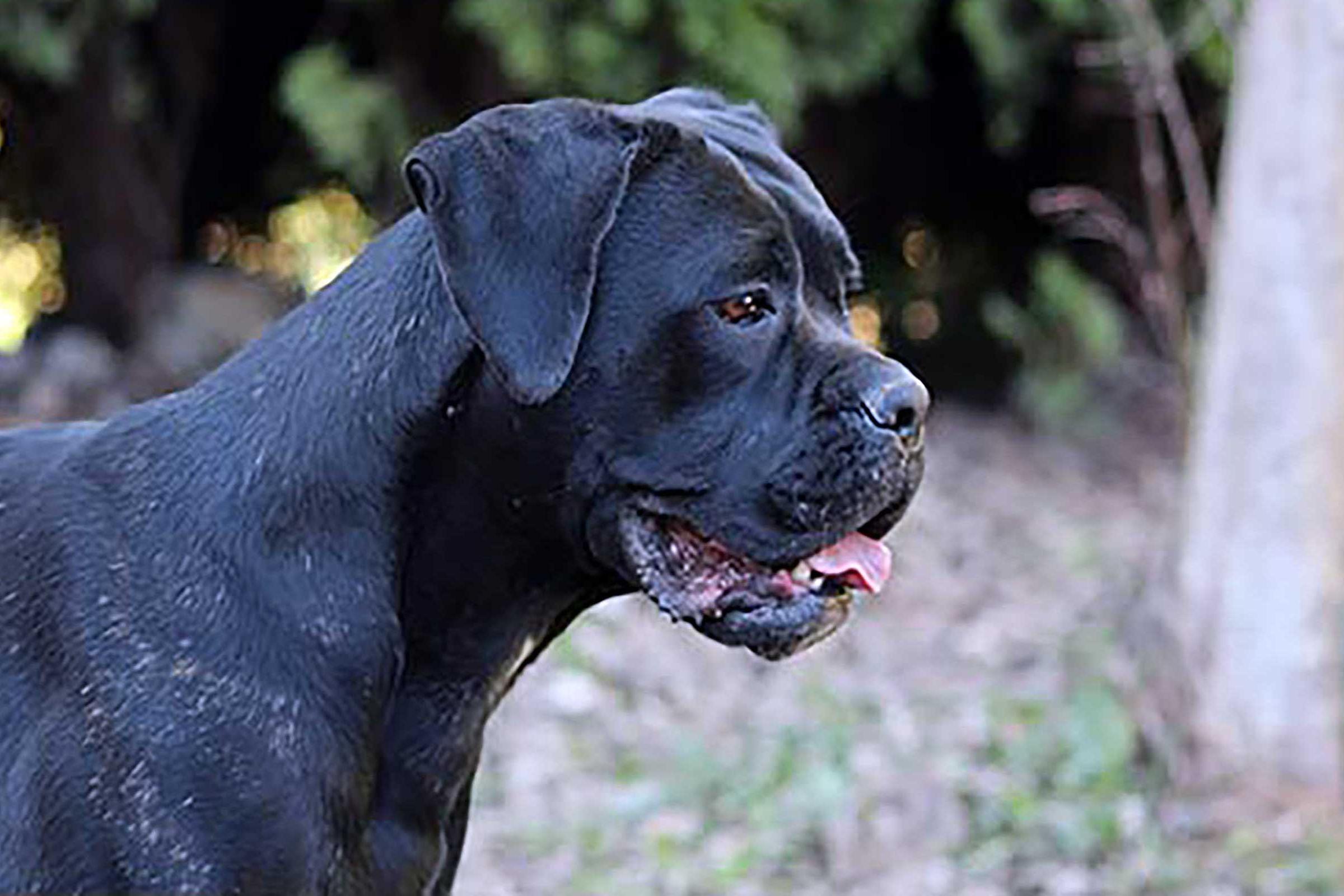 Portrait de Hayka