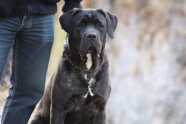 Portrait de Jango du Sang d'Orthos