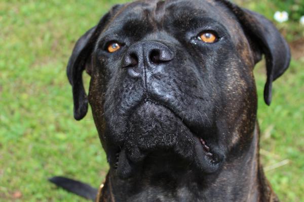 Portrait de Lothar dit Karam du Sang d'Orthos