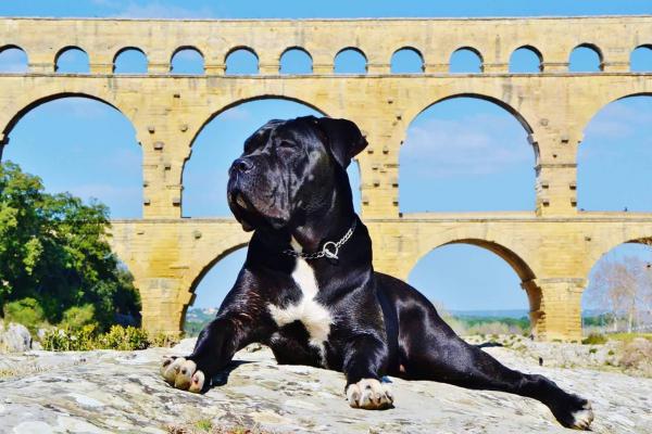 Portrait de Ludmilla dit Lexy du Sang d'Orthos