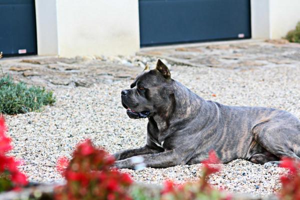 Portrait de Logan du Sang d'Orthos