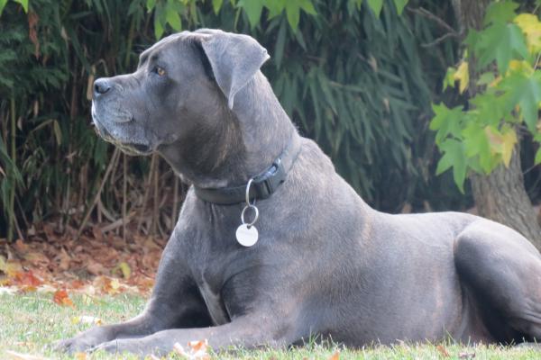 Portrait de Maggie dit Maddy du Sang d'Orthos