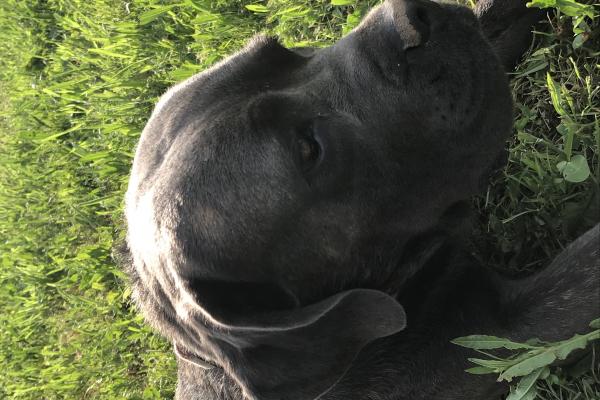 Portrait de Nelly du Sang d'Orthos