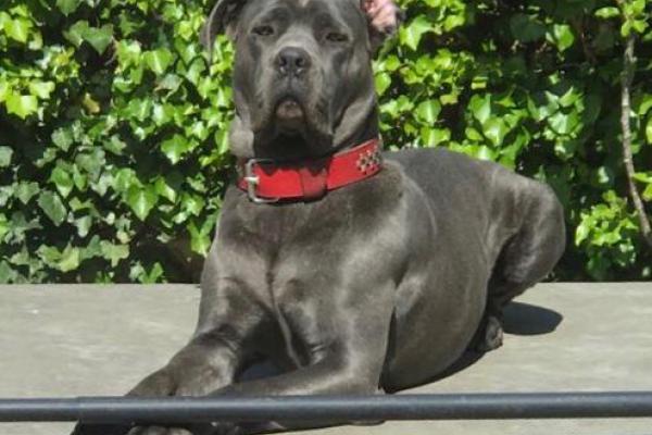 Portrait de Natello du Sang d'Orthos