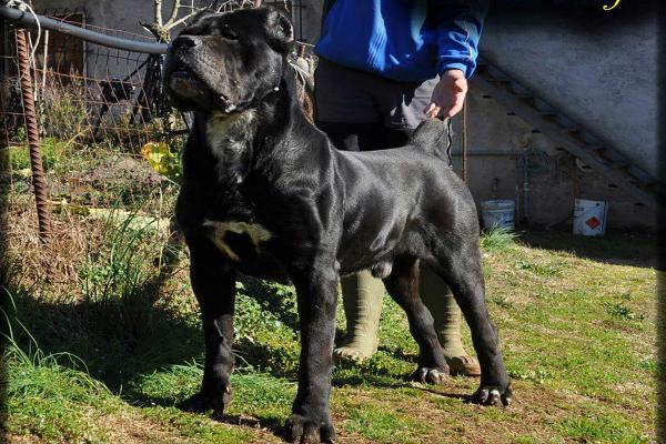 Portrait de Quarz Rothorm Jy Dream