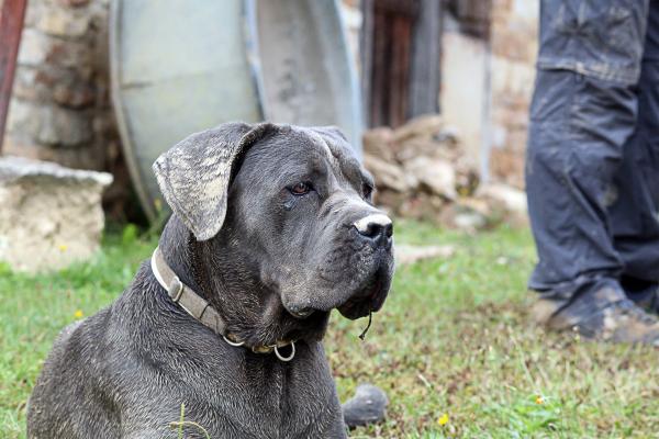 Portrait de Popeye du Sang d'Orthos