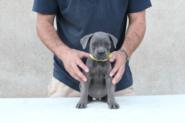 Portrait de Collier jaune du Sang d'Orthos