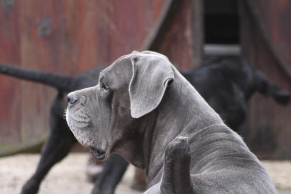 Portrait de Hemre des Mas Star