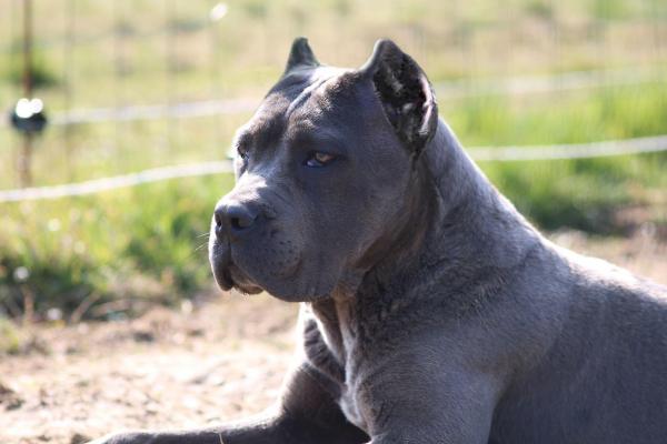 Portrait de Ovidia du Sang d'Orthos