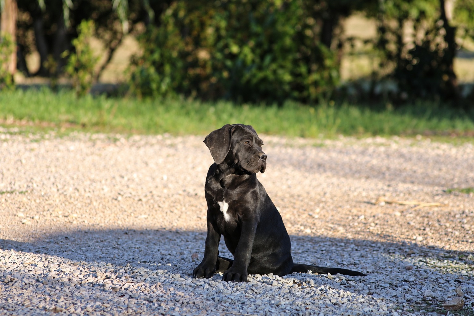 Bogdan, jeune Cane Corso noir, assis sur des graviers.