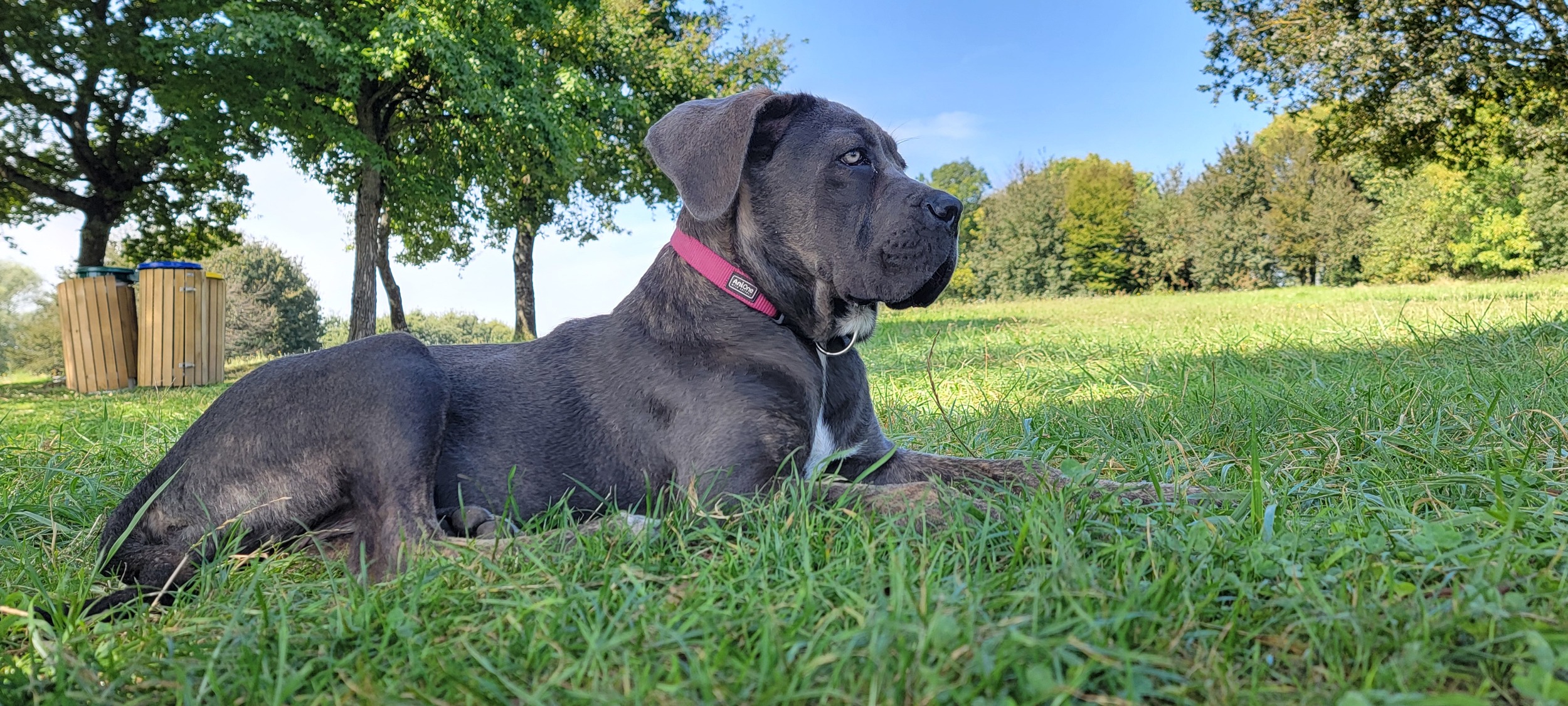 Une fille de Golconda, Cane Corso au collier rose, couchée dans l’herbe à Louvarel.