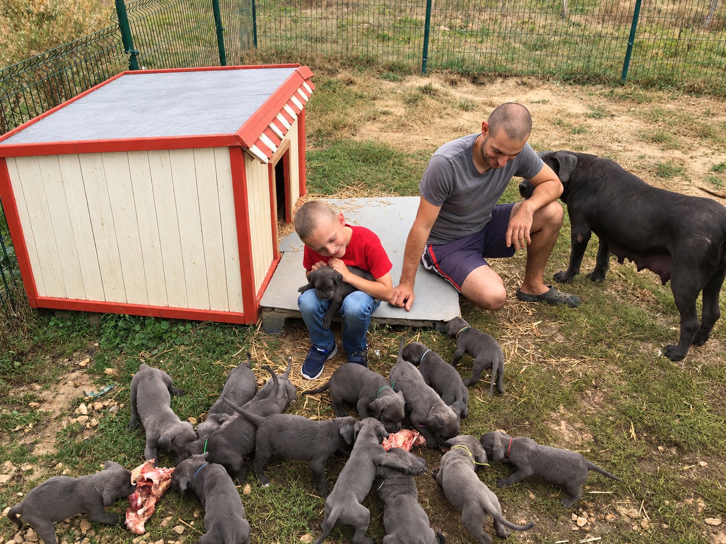 L’éleveur et un enfant auprès des chiots Cane Corso pendant leur repas, avec leur mère