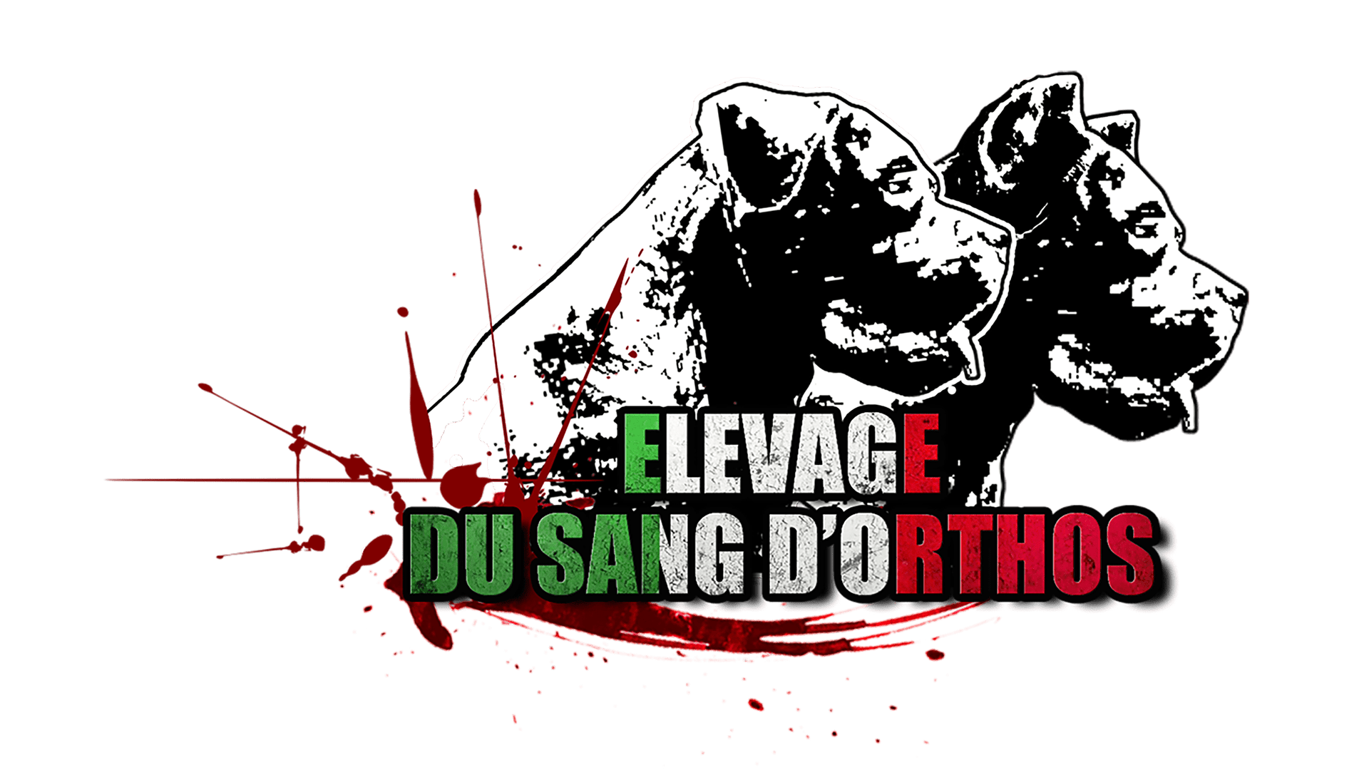 Elevage de Cane Corso du Sang d'Orthos