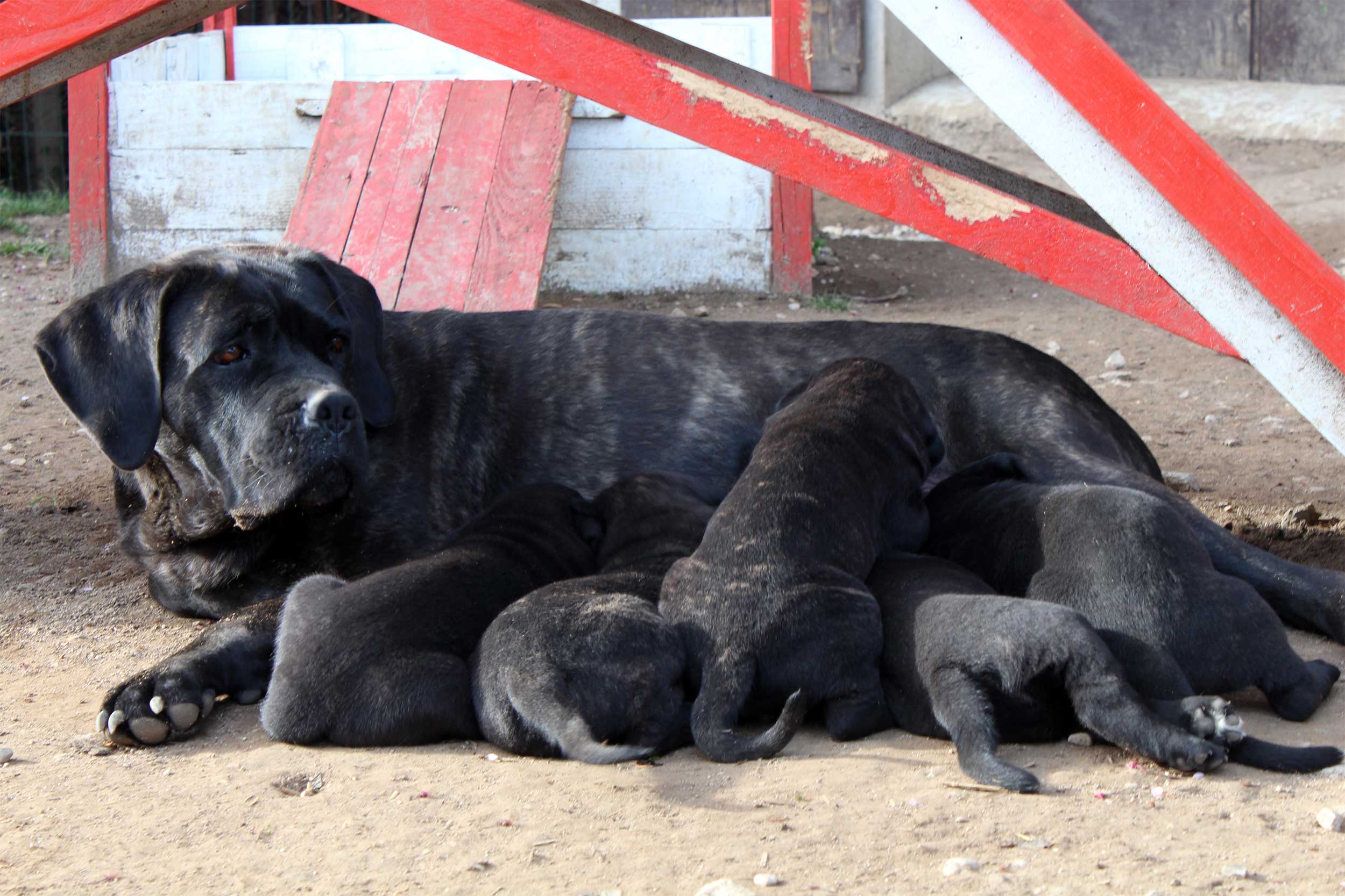 Nos <span>chiots</span> et <span>mariages</span>