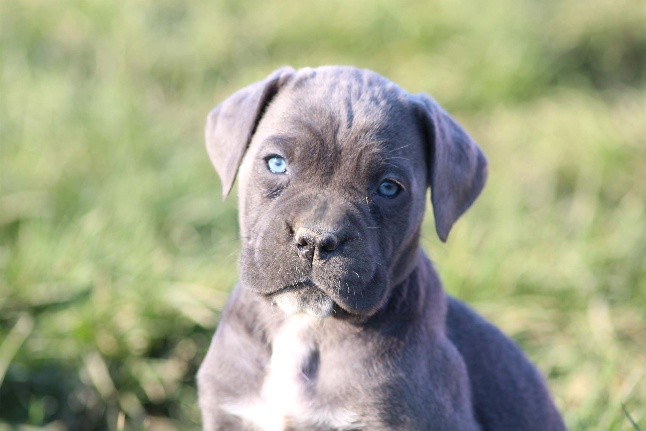 Chiot Cane Corso gris avec ses oreilles naturelles retombant de chaque côté de la tête