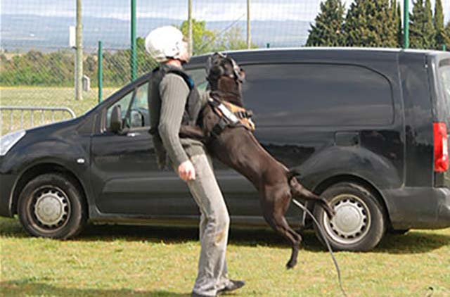 Le Cane Corso au <span>Dressage opérationnel</span>