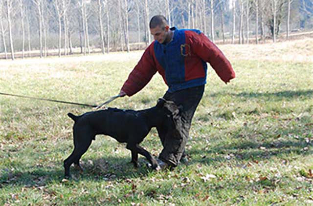 Le Cane Corso au<span>Dressage sportif</span>