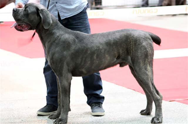Le Cane Corso en <span>exposition</span>

