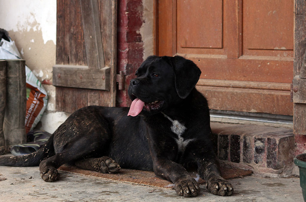 Pension Canine