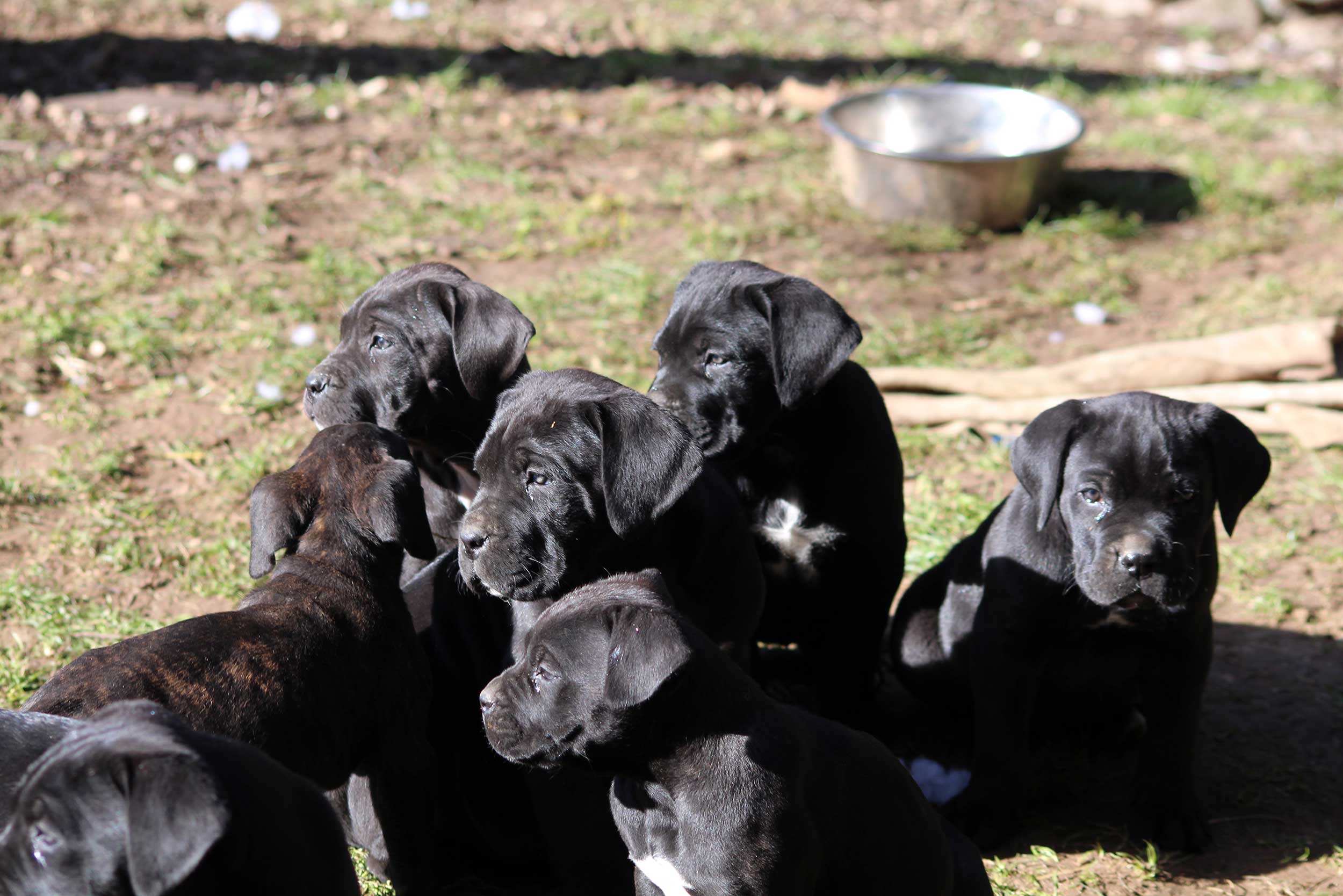 Voir les chiots Cane Corso disponibles