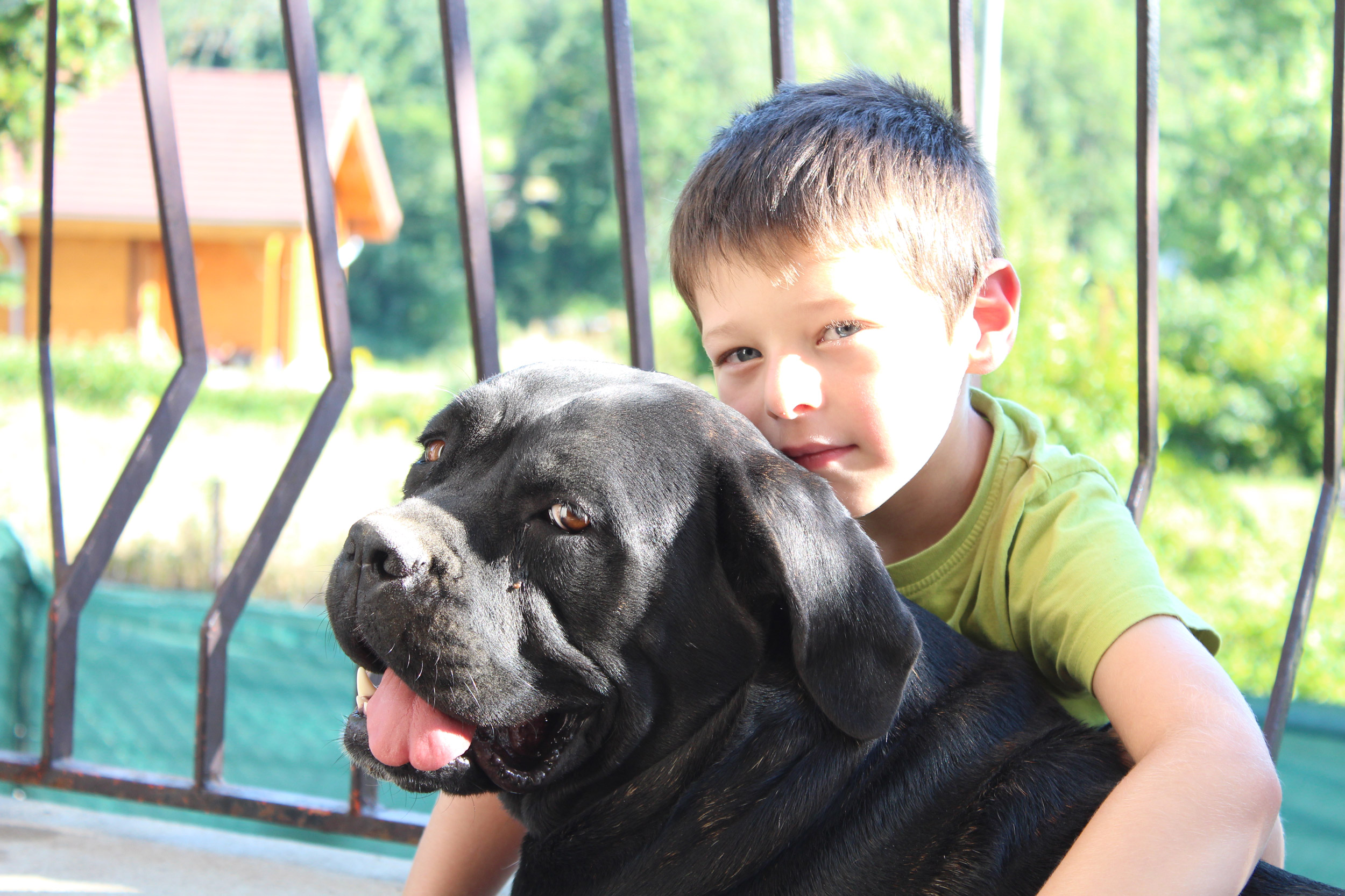 Elevage de Cane Corso du Sang d'Orthos