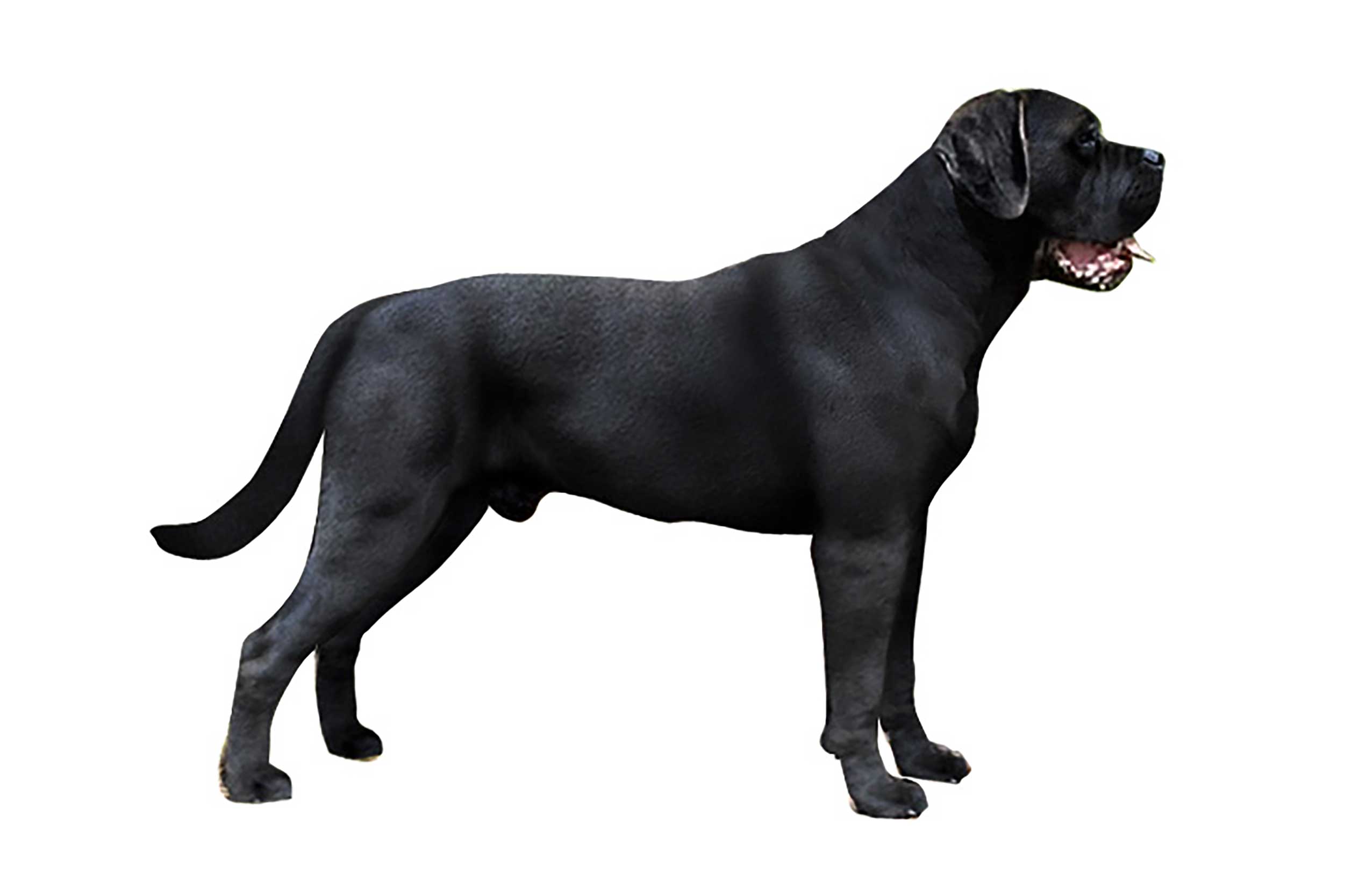 Les <span>robes</span> du Cane Corso