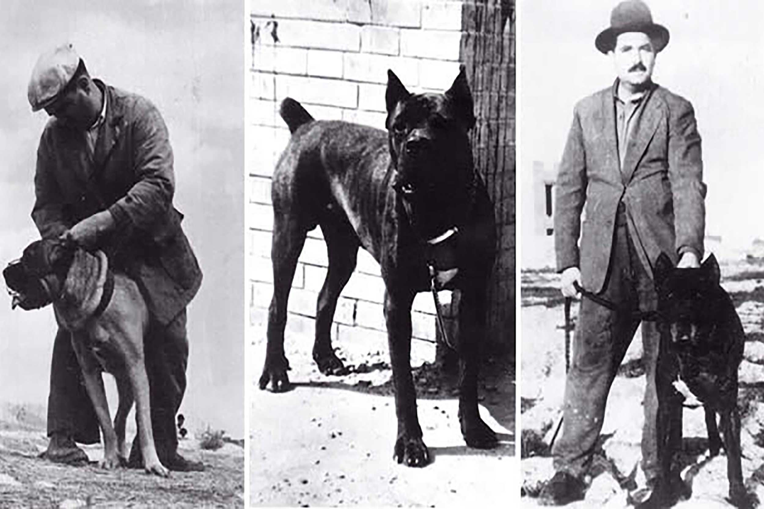 <span>la récupération</span> de la race