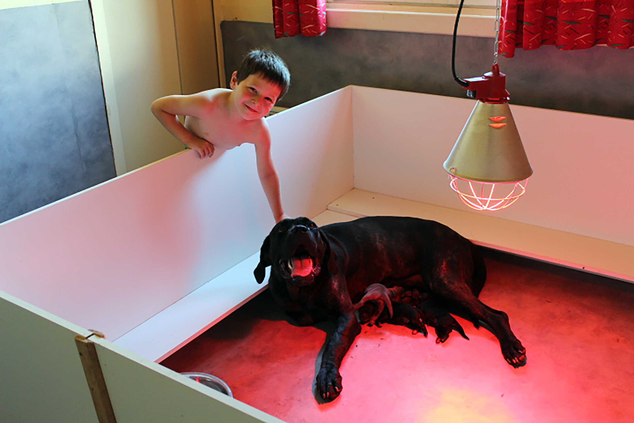 <span>Le caractère</span> du Cane Corso