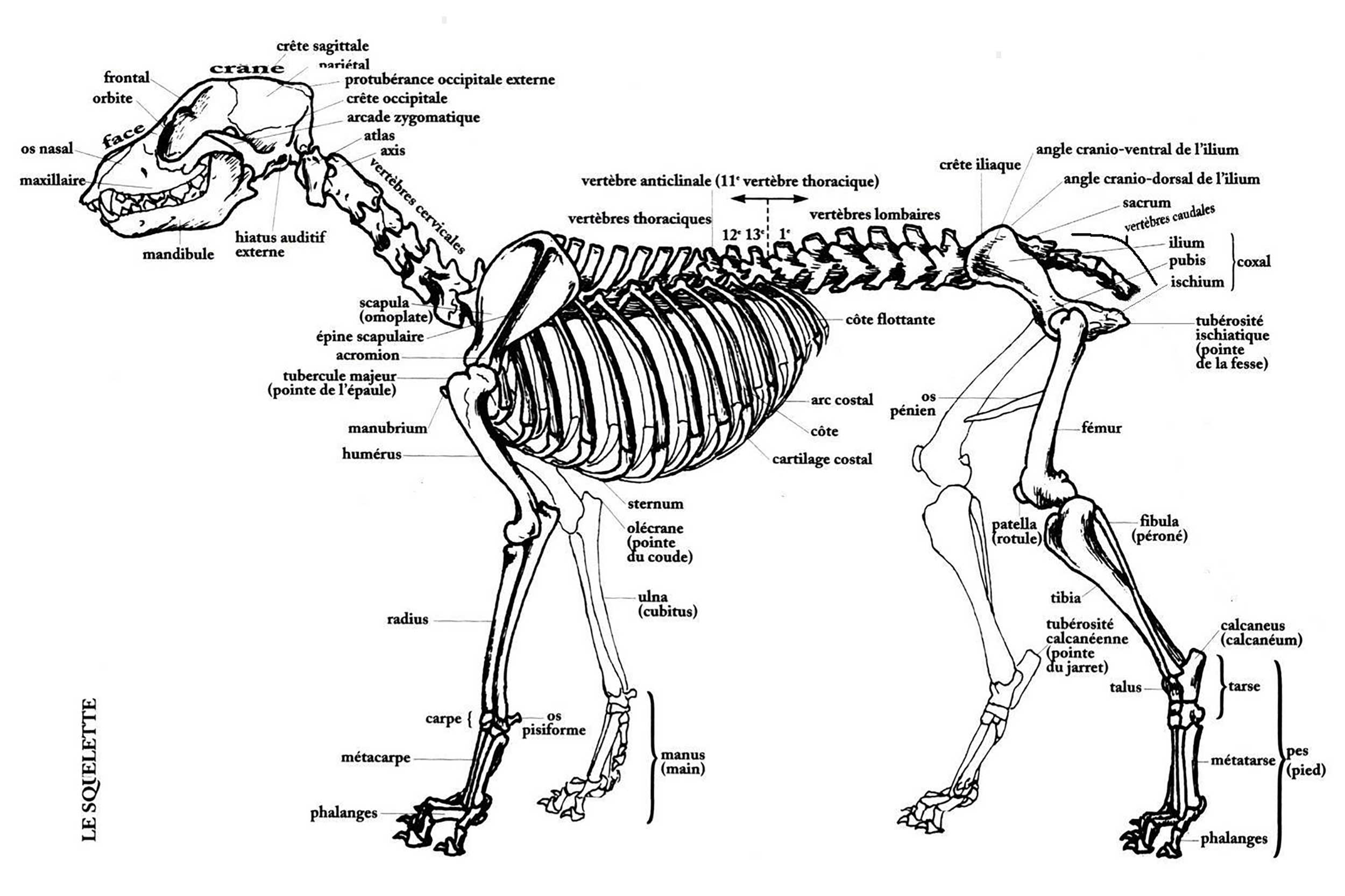 <span>La dysplasie</span>chez le Cane Corso