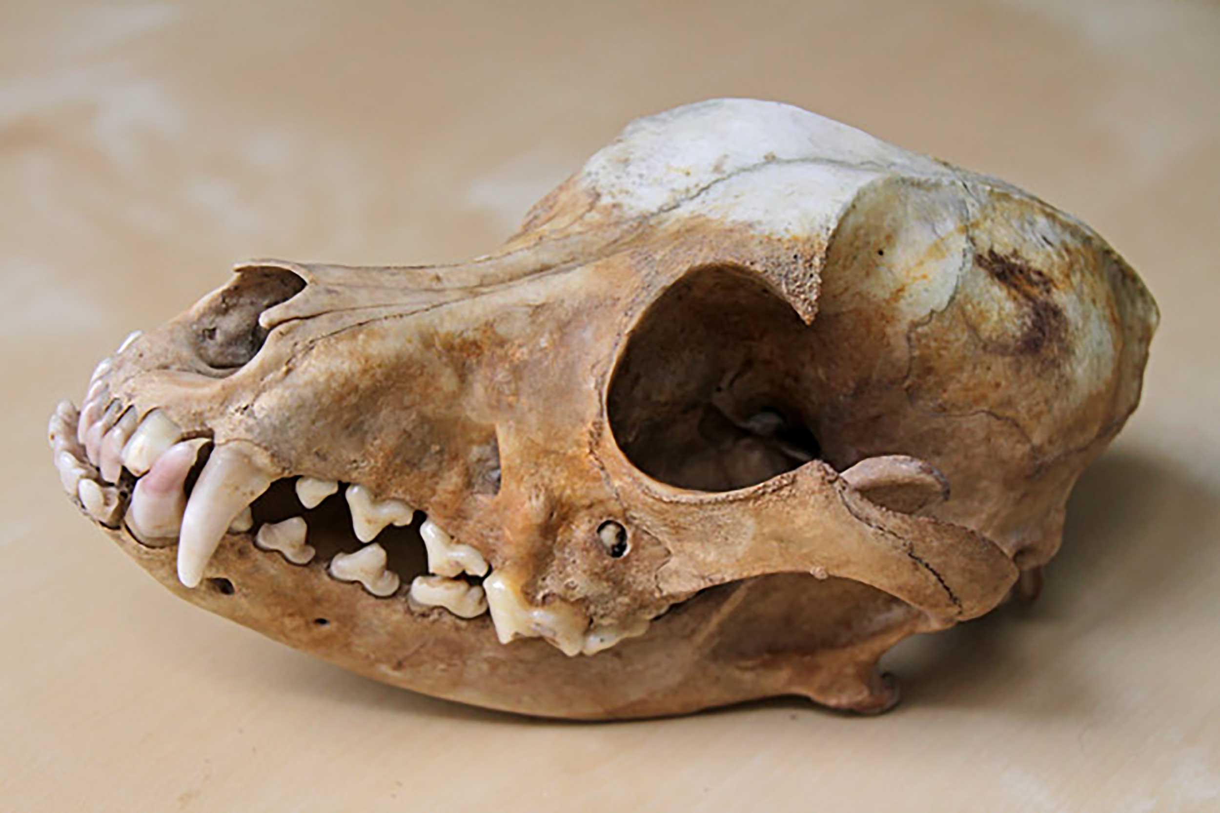 La <span>denture</span> du Cane Corso