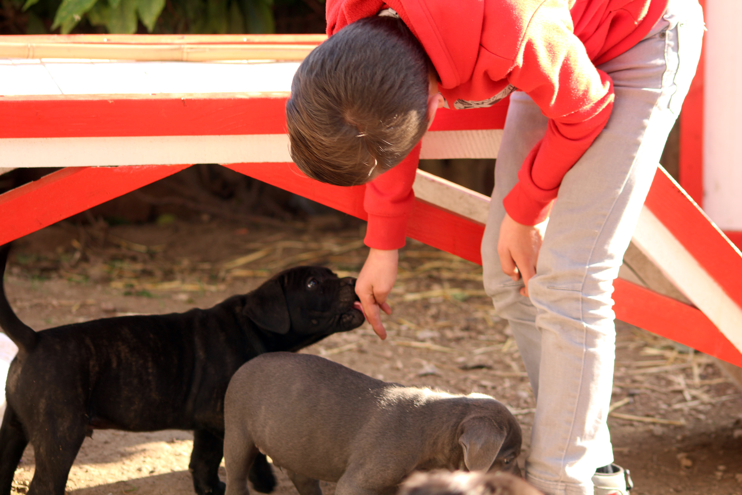 Elevage de Cane Corso du Sang d'Orthos