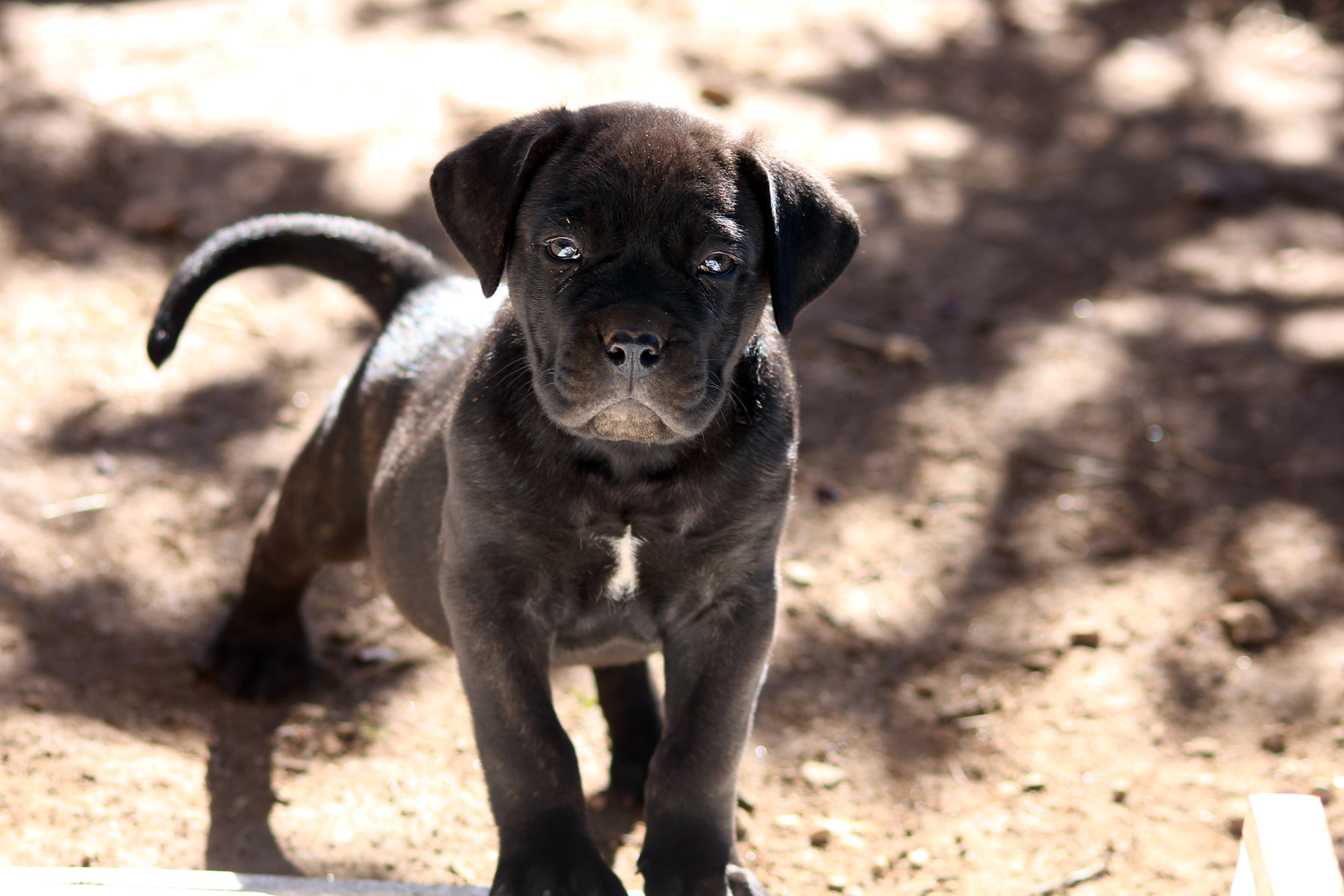 Elevage de Cane Corso du Sang d'Orthos