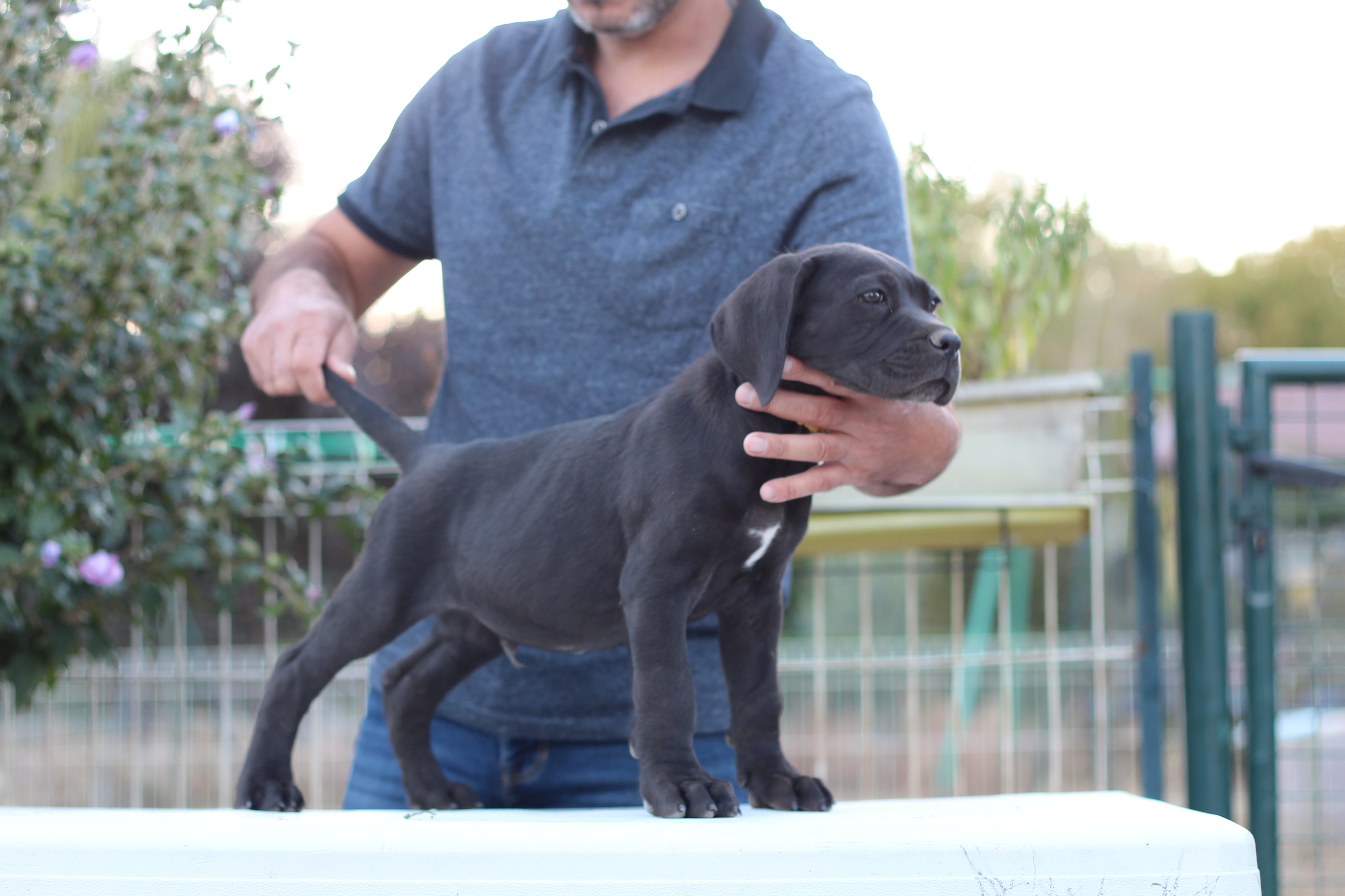 Chiot Cane Corso noir présenté de profil sur une table.