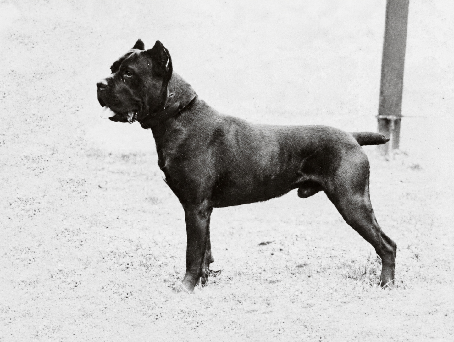 Basir, Cane Corso noir du programme de récupération, photographié de profil en noir et blanc.
