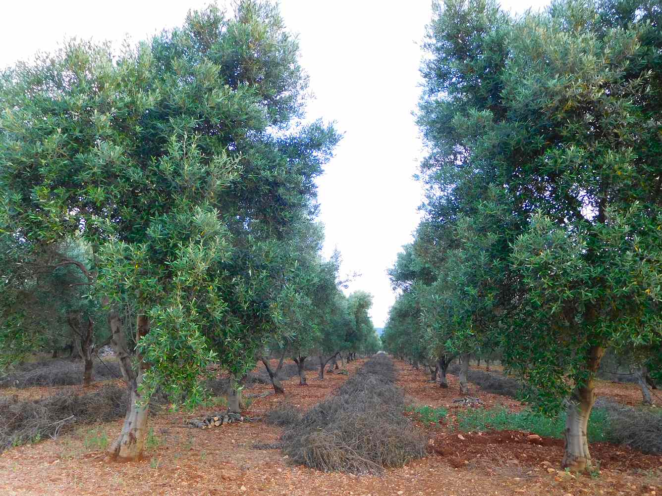 Rangées d’oliviers dans la campagne d’Ostuni, dans les Pouilles
