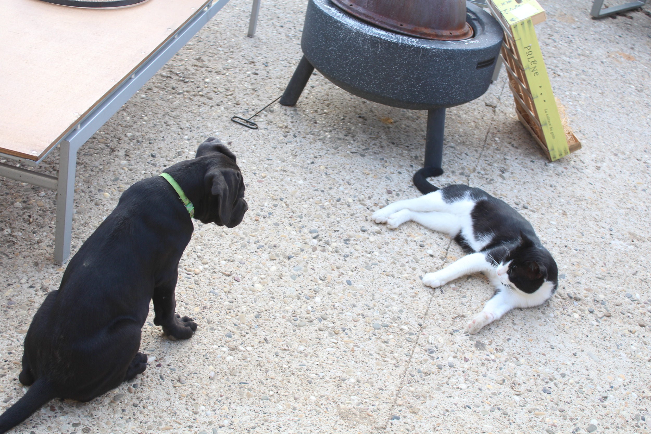 Berto, un jeune Cane Corso noir, observe Toutouille, un chat noir et blanc allongé au sol.