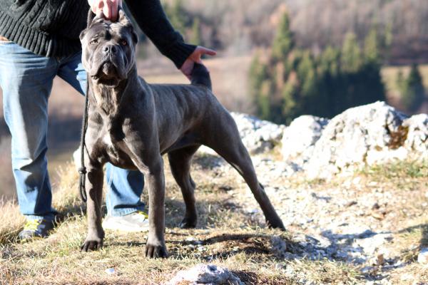 Jyna, Cane Corso Gris