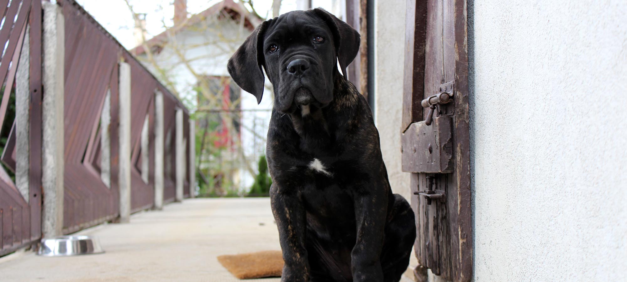 Jeune Cane Corso bringé assis devant une porte