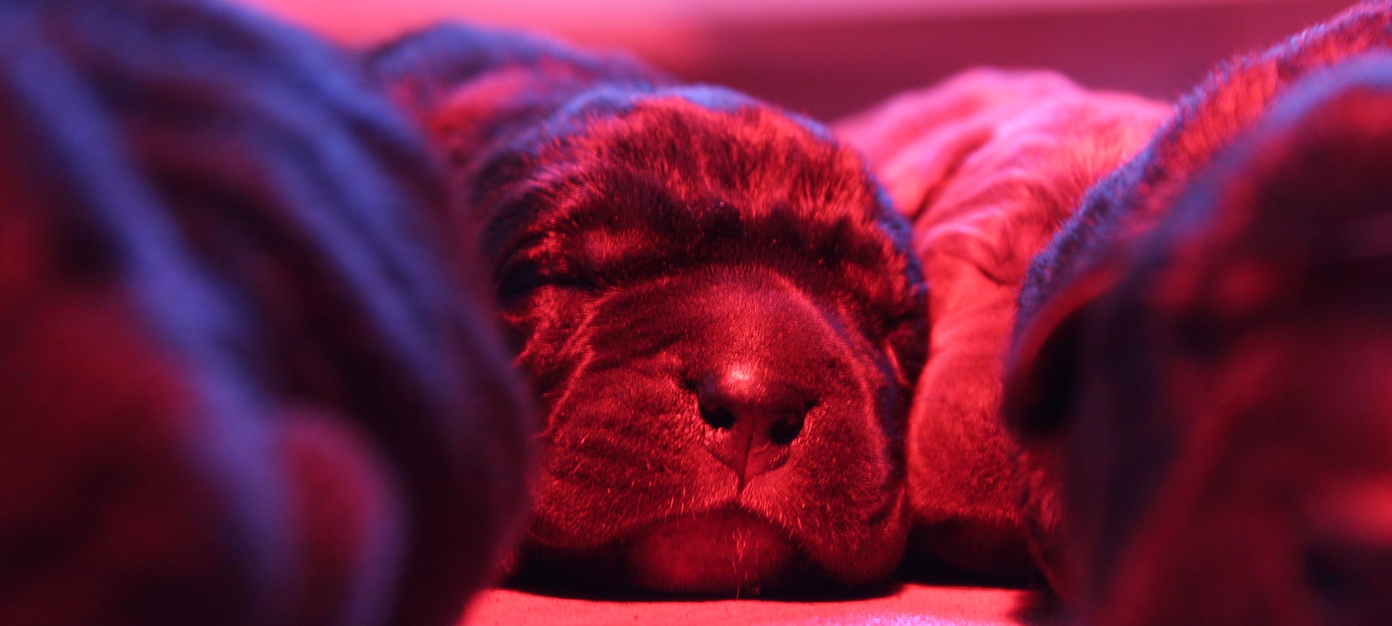 Chiot Cane Corso nouveau-né endormi sous la lampe chauffante