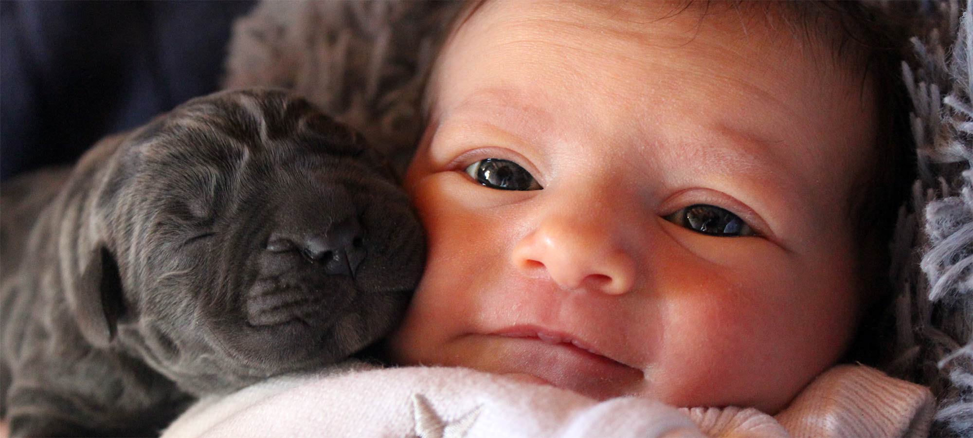 Un bébé et un chiot Cane Corso endormi côte à côte