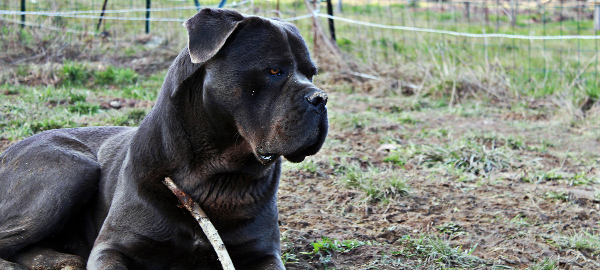 Orthos, Cane Corso noir, couché dans l’herbe