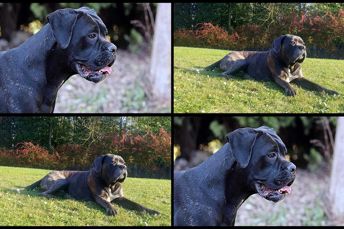 Prochaine portée de Cane Corso