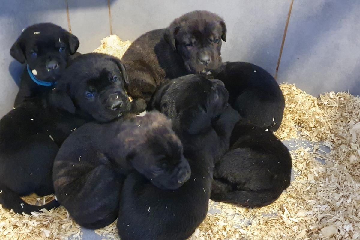 Chiots femelles disponible à l'adoption.
