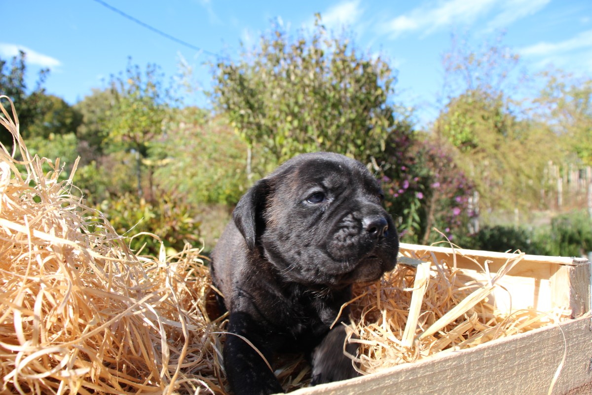 Des nouvelles de nos chiots Cane Corso disponibles