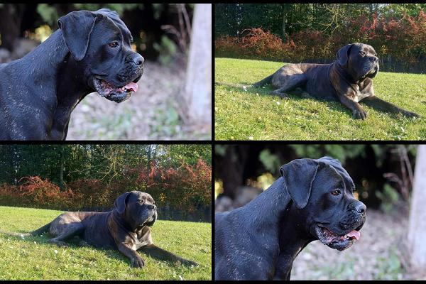 Prochaine portée de Cane Corso