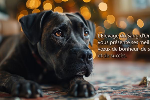 Vœux 2024