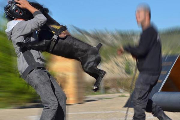 La frappe muselée et le Cane Corso